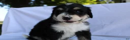 Bernedoodle dogs for sale: Shooter - Ad 10