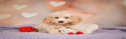 Cavapoo dogs for sale: piper - Ad 10
