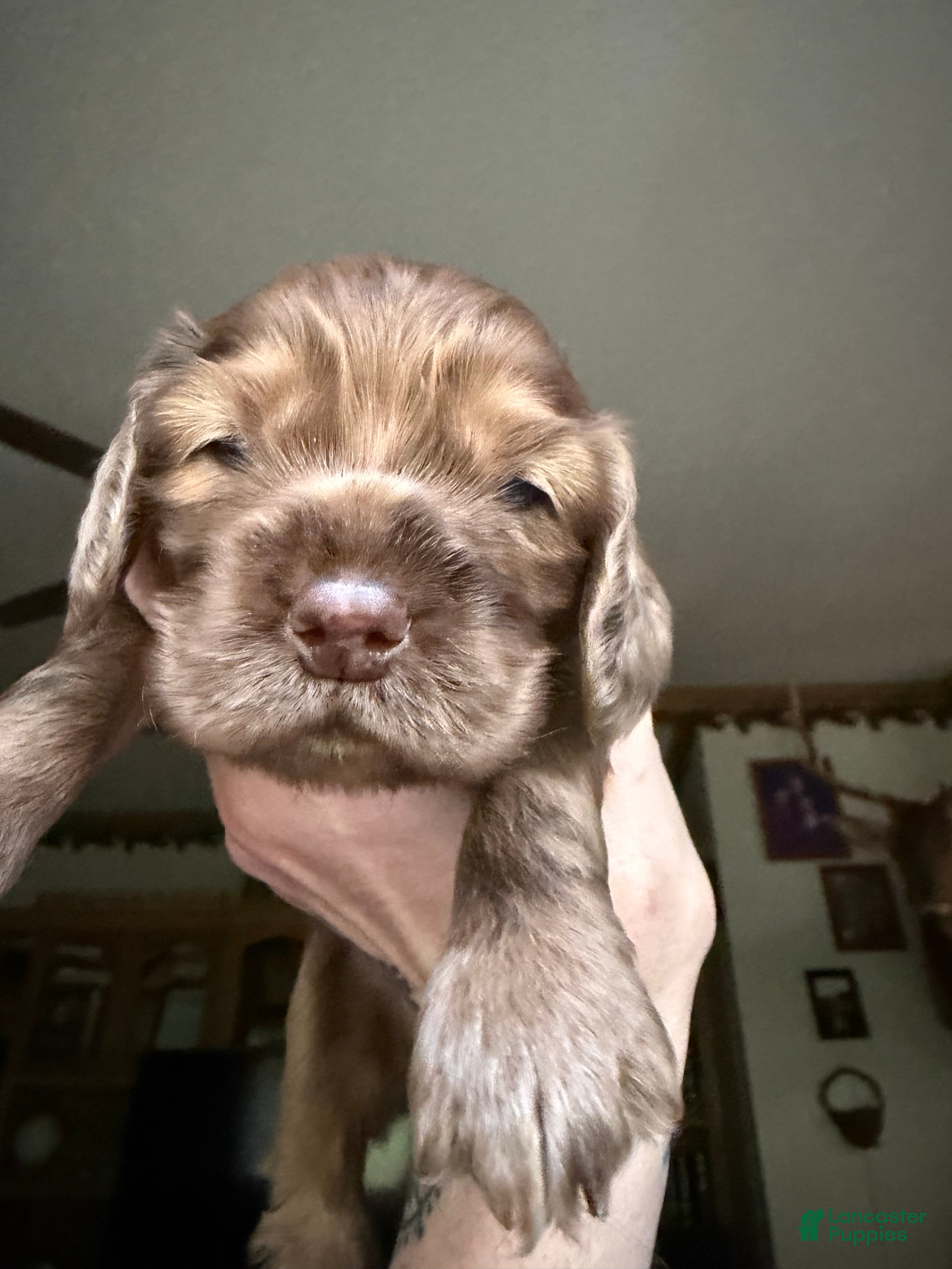 Cocker Spaniel dogs Cocker Spaniel Puppy 2 - Ad 1