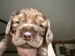 Cocker Spaniel dogs for sale: Cocker Spaniel Puppy 2 - Ad 3