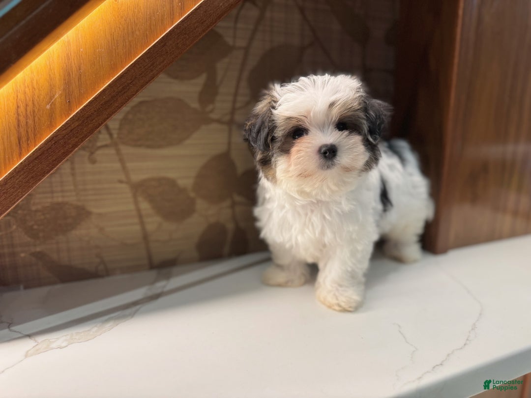 Morkie dogs for sale: Ruby - Ad 1