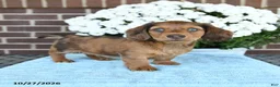 Miniature Dachshund dogs for sale: Jasper - Ad 5