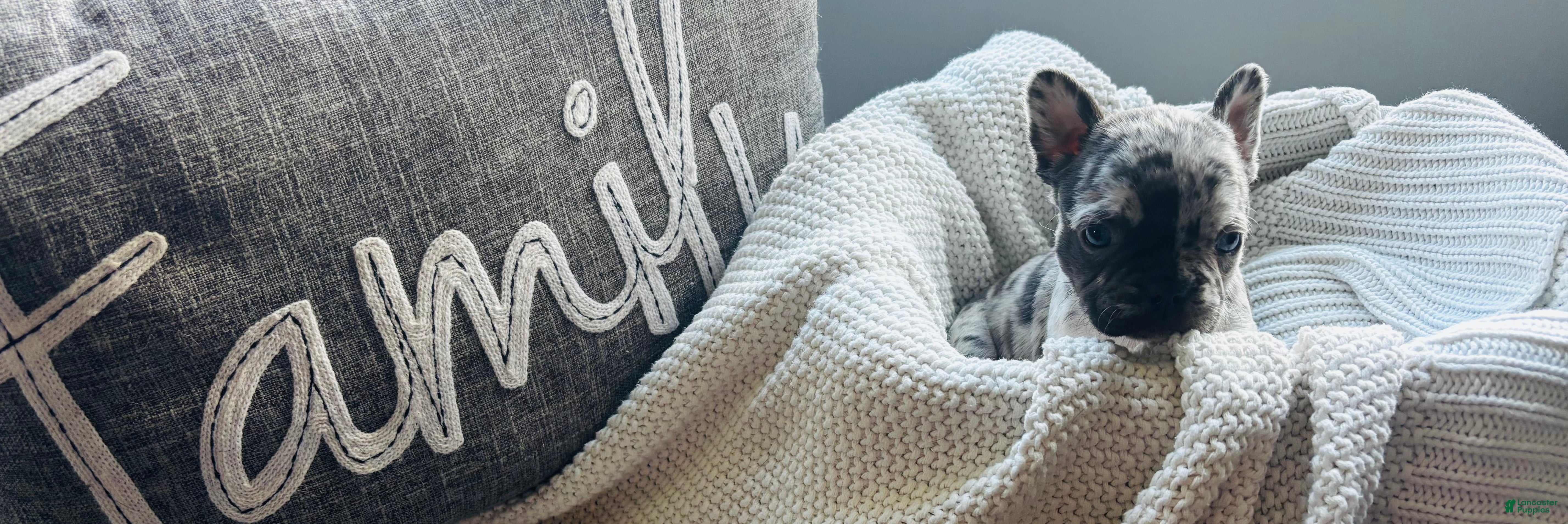 Mixed Breed dogs Luna - Ad 16