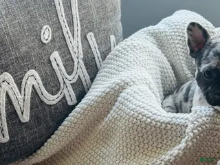 Mixed Breed dogs Luna - Ad 16