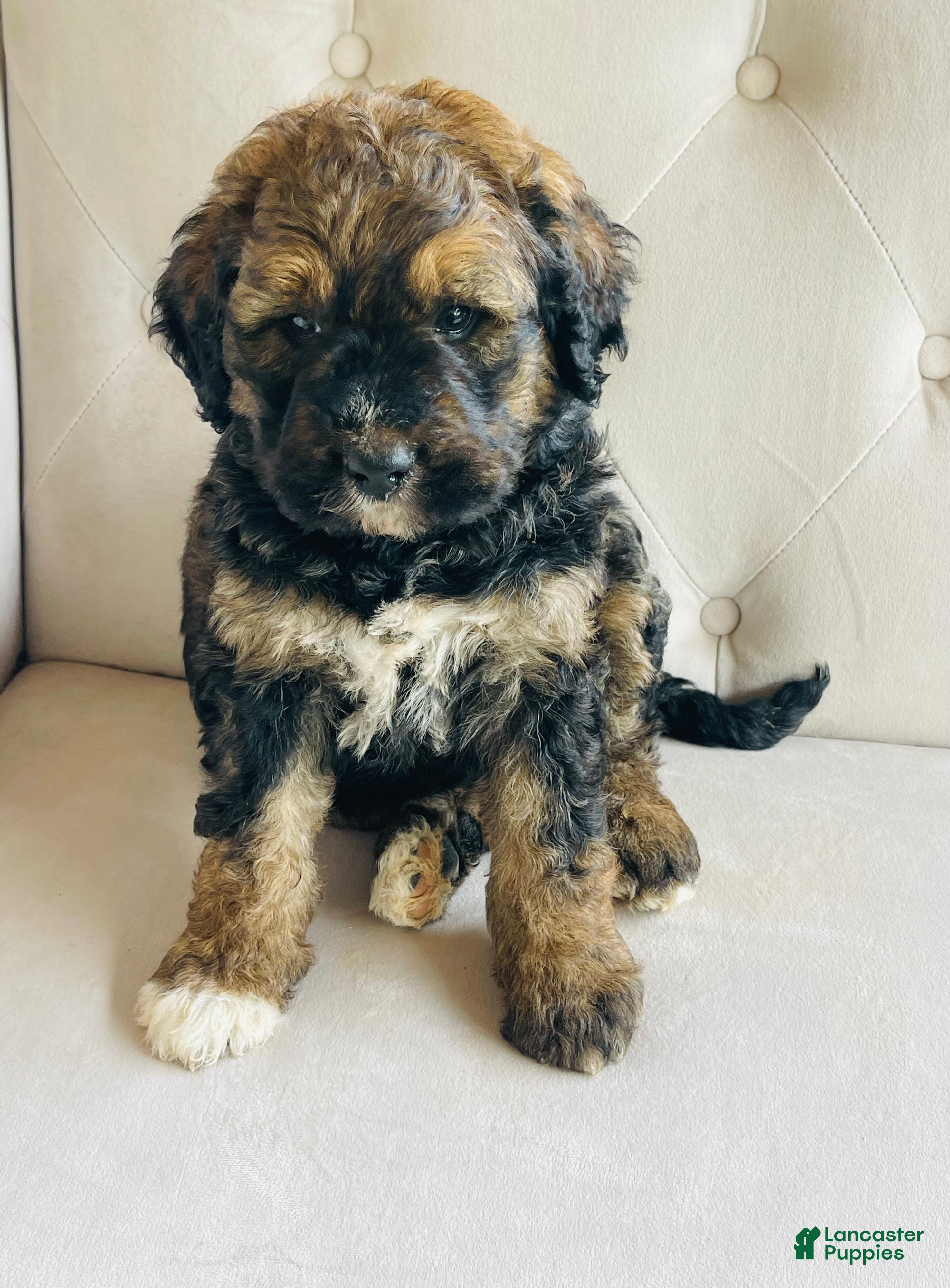 Bernedoodle dogs Mack ❤️ Red sable brindle tri Bernedoodle - Ad 1