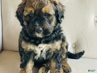 Bernedoodle dogs Mack ❤️ Red sable brindle tri Bernedoodle - Ad 1