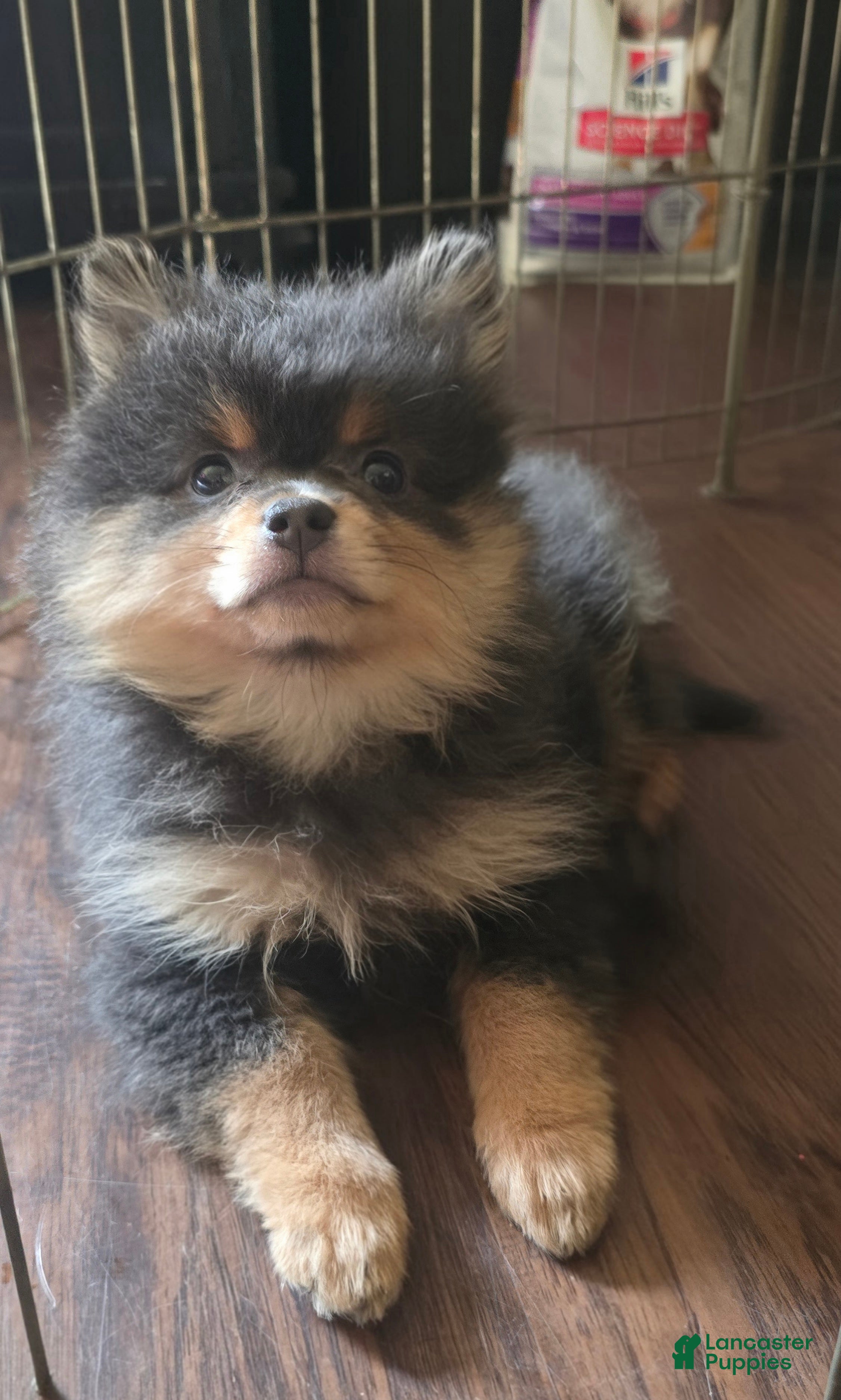 Pomeranian dogs Pomeranian 2 - Ad 26