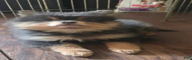 Pomeranian 2