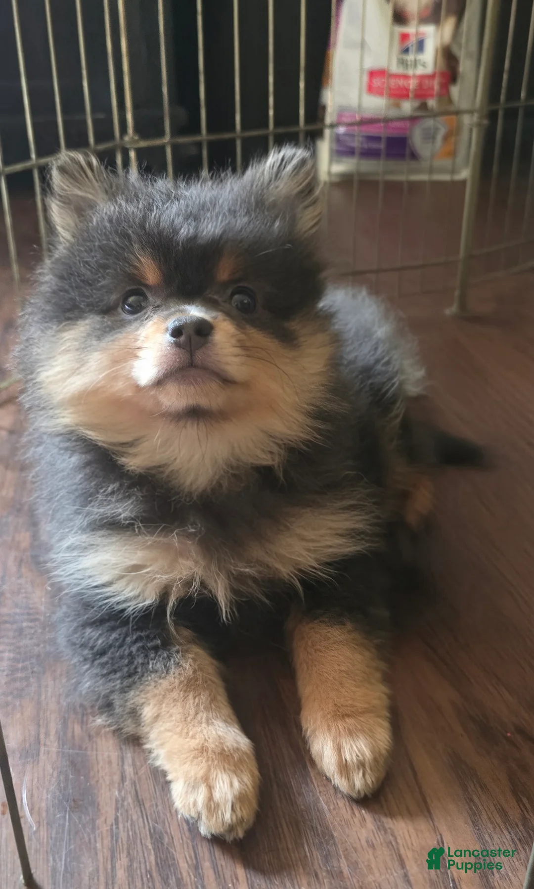 Pomeranian dogs for sale: Pomeranian 2 - Ad 1