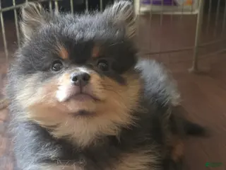 Pomeranian dogs Pomeranian 2 - Ad 34