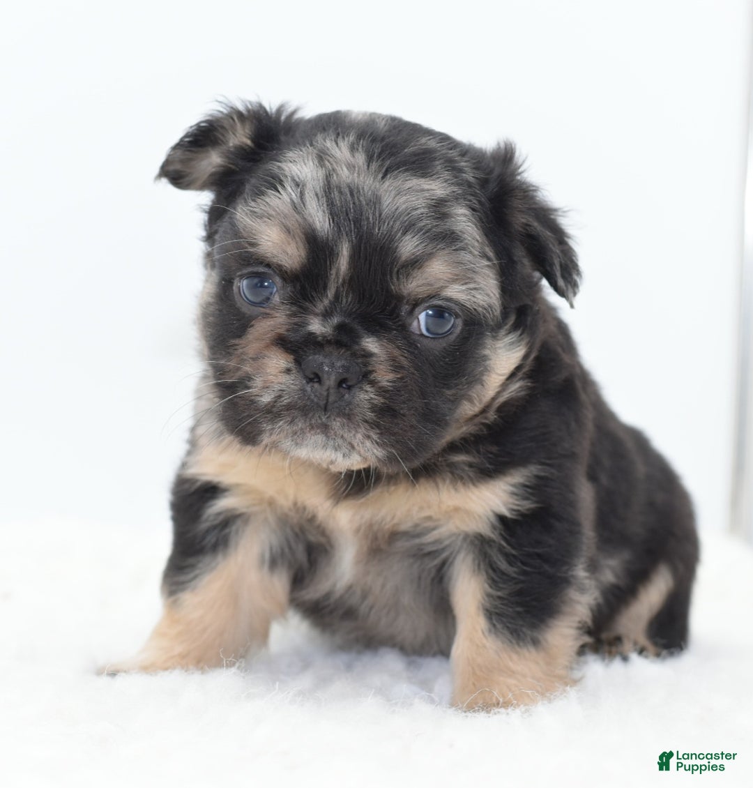 Mixed Breed dogs for sale: Chuck chocolate tri-color fluffy  - Ad 19
