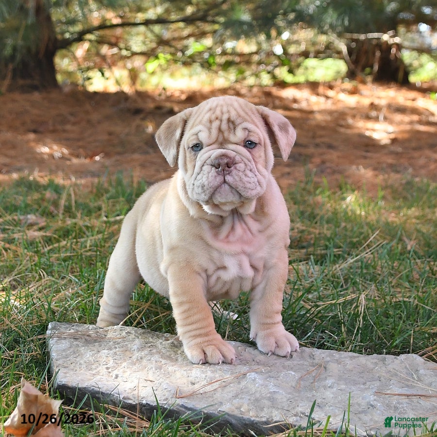 English Bulldog dogs for sale: Flash - Ad 1