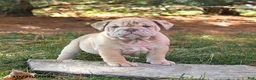 English Bulldog dogs for sale: Flash - Ad 1