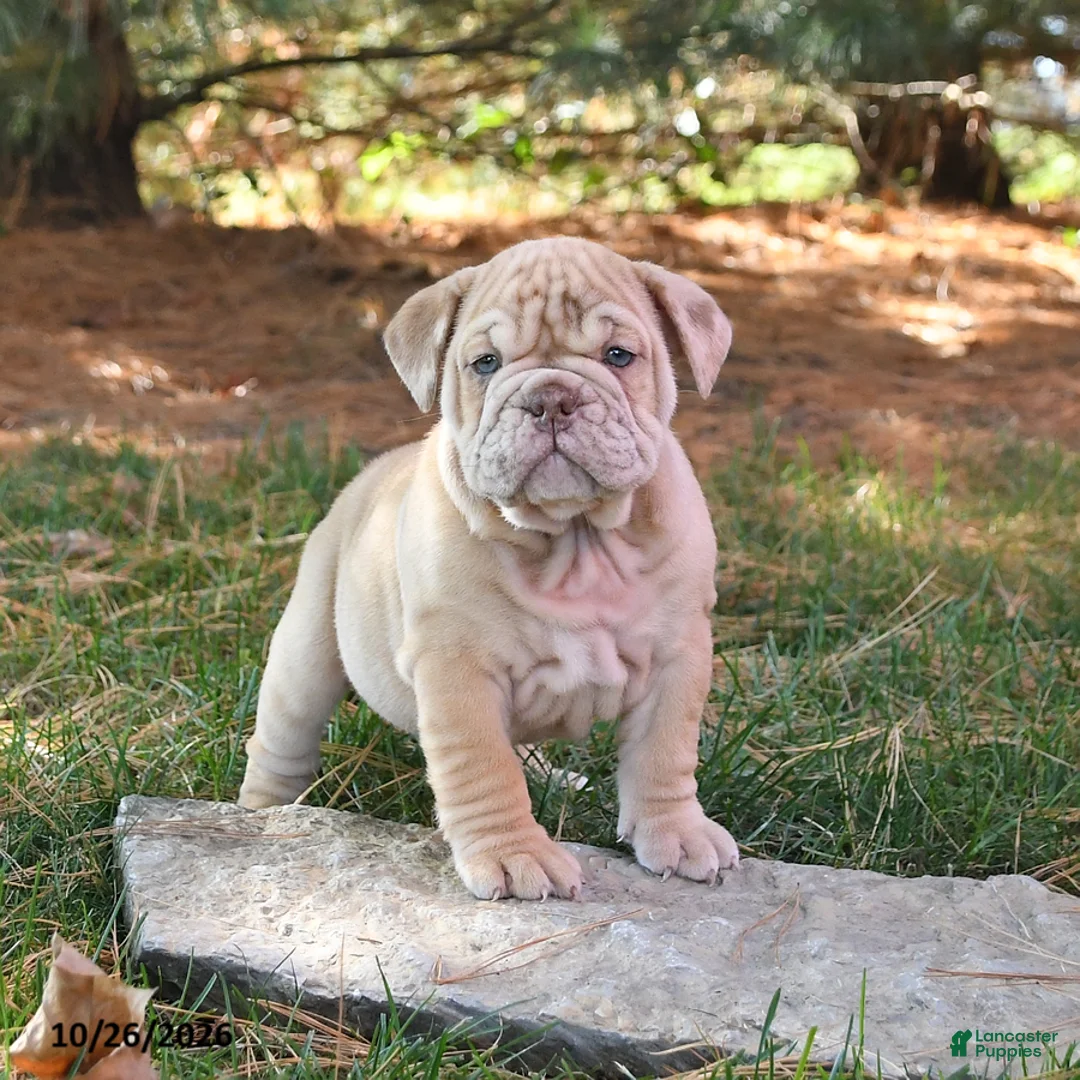 English Bulldog dogs for sale: Flash - Ad 1