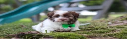 Havanese dogs for sale: Alex - Ad 3