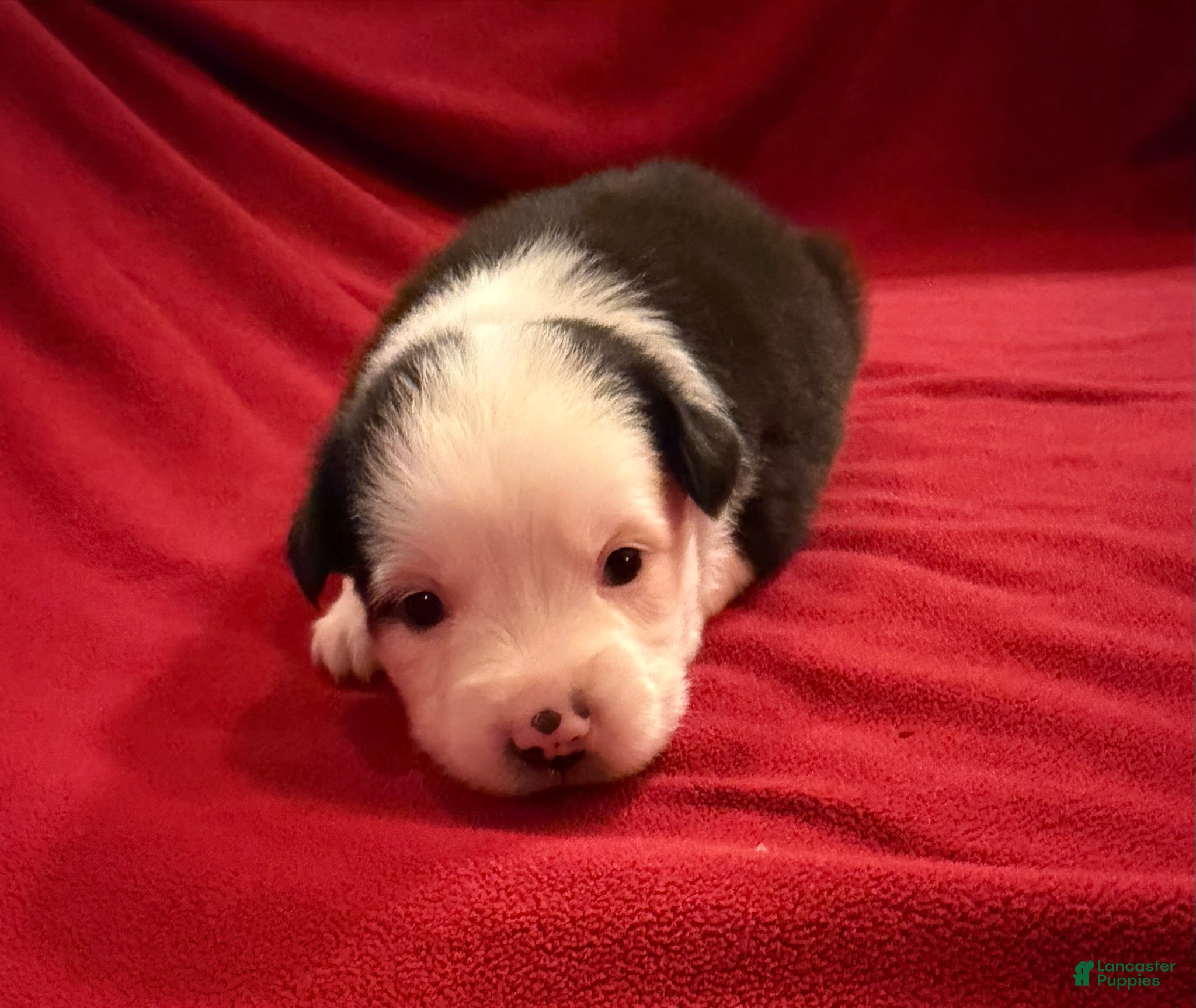 Miniature Australian Shepherd dogs Boy 1 - Ad 4