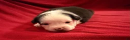 Miniature Australian Shepherd dogs for sale: Boy 1 - Ad 1