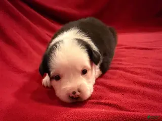 Miniature Australian Shepherd dogs Boy 1 - Ad 4