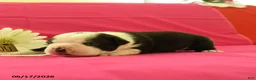 Boston Terrier dogs for sale: Vader - Ad 2