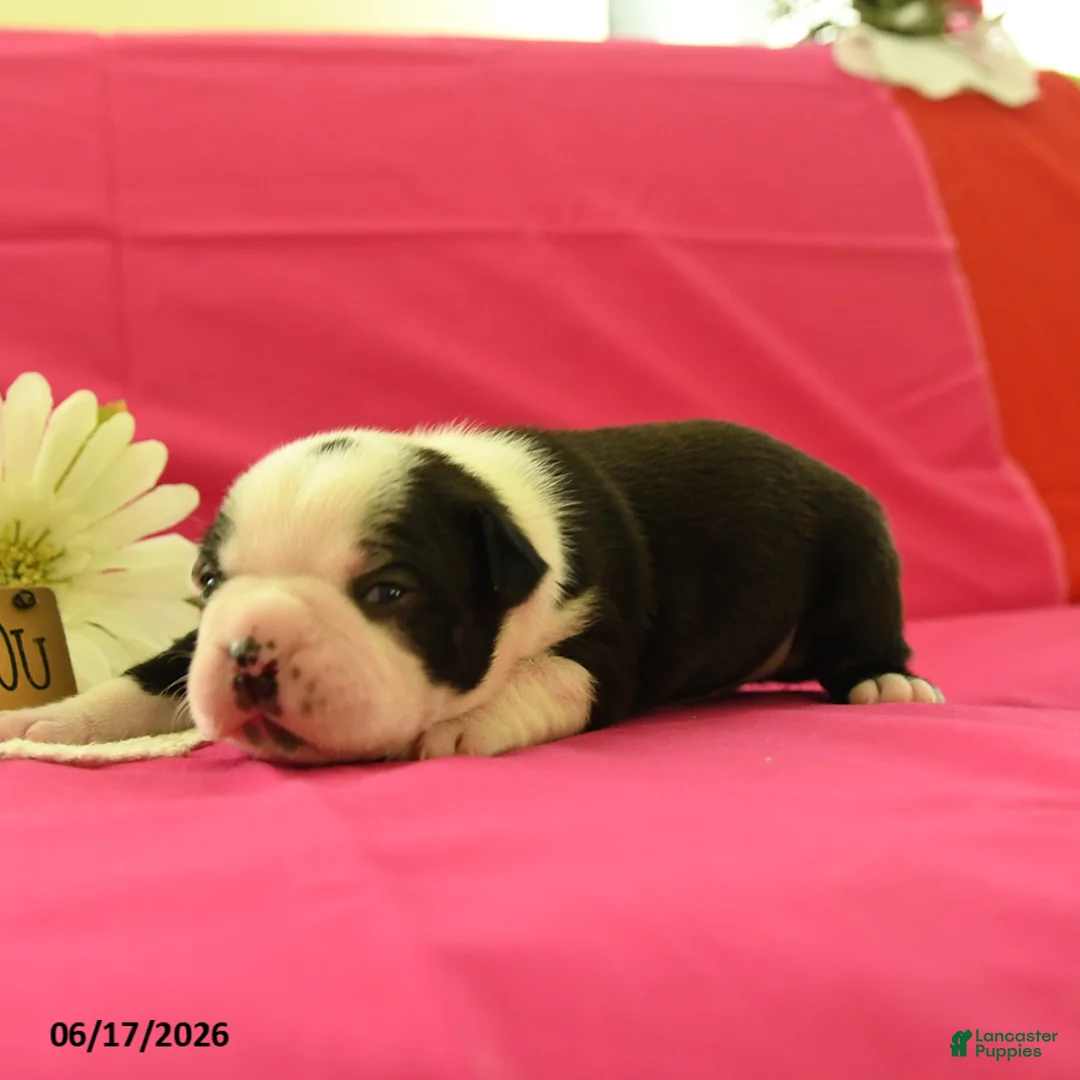 Boston Terrier dogs for sale: Vader - Ad 2