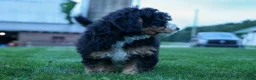 Mini Bernedoodle dogs for sale: Yandel 🦴 - Ad 5