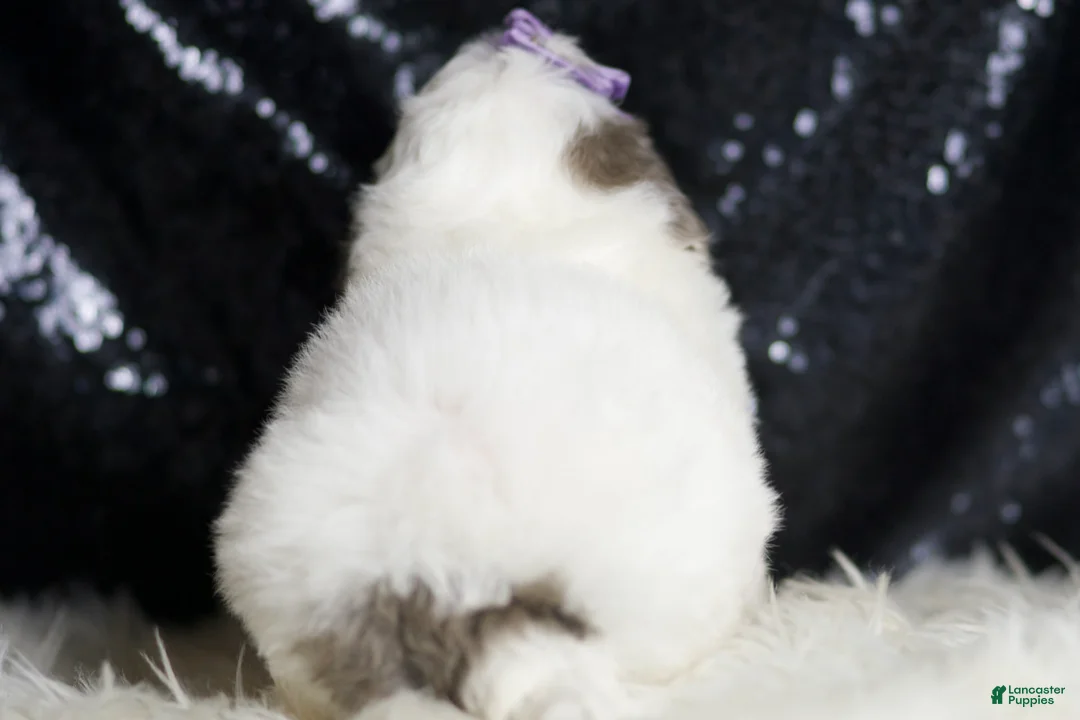 Mini Goldendoodle dogs for sale: Hannah - Ad 2