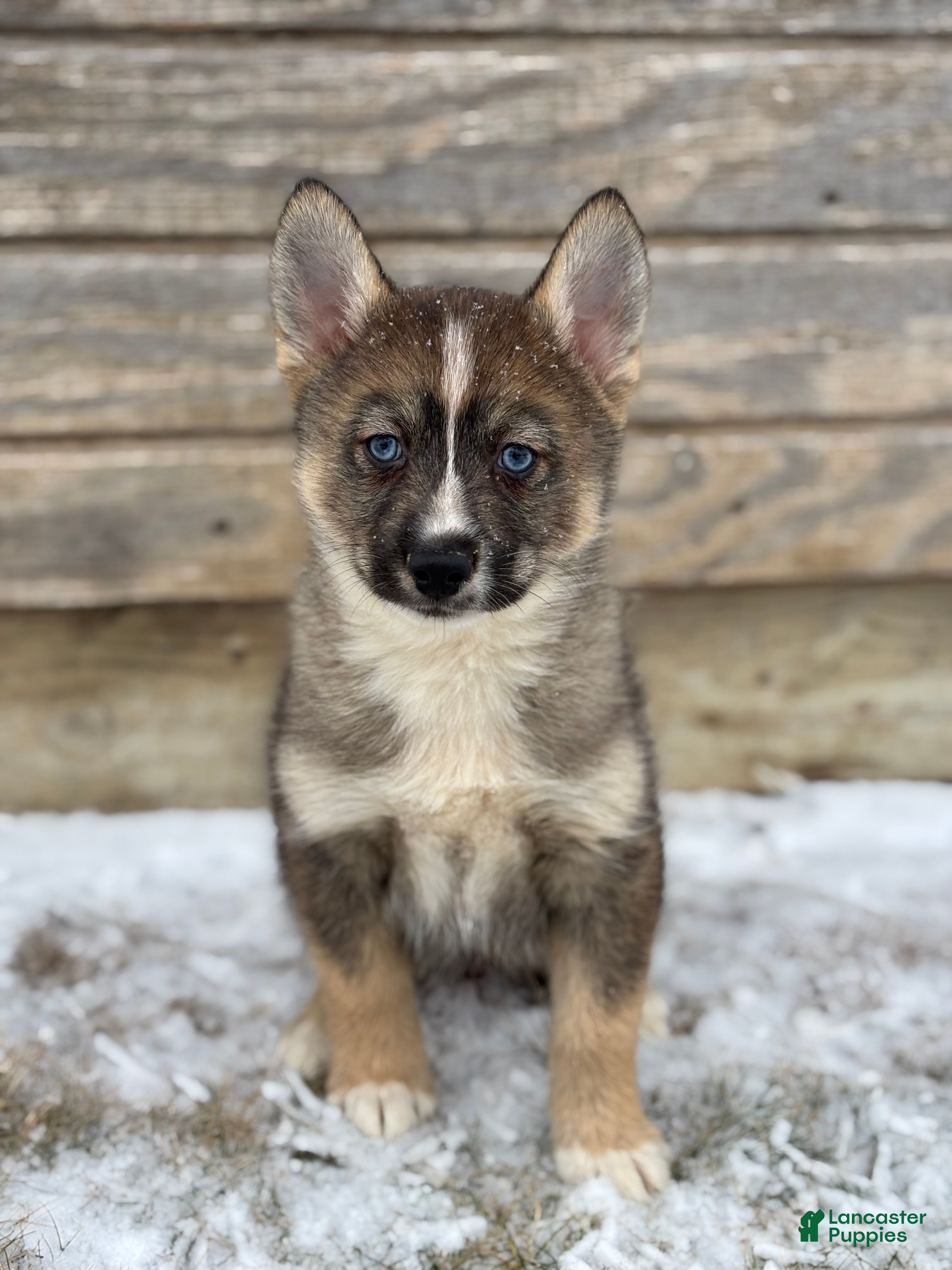 Pomsky dogs Glen - Ad 1
