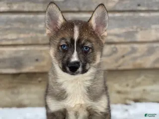 Pomsky dogs Glen - Ad 9