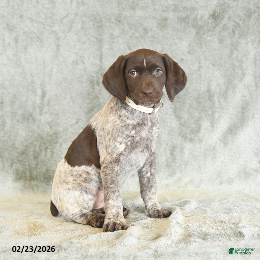 German Shorthaired Pointer dogs Bella   - Ad 2