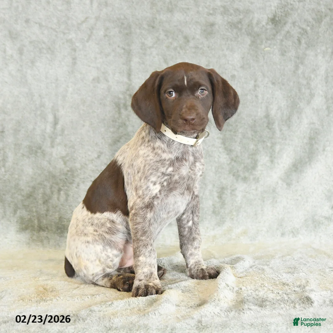 German Shorthaired Pointer dogs for sale: Bella   - Ad 2
