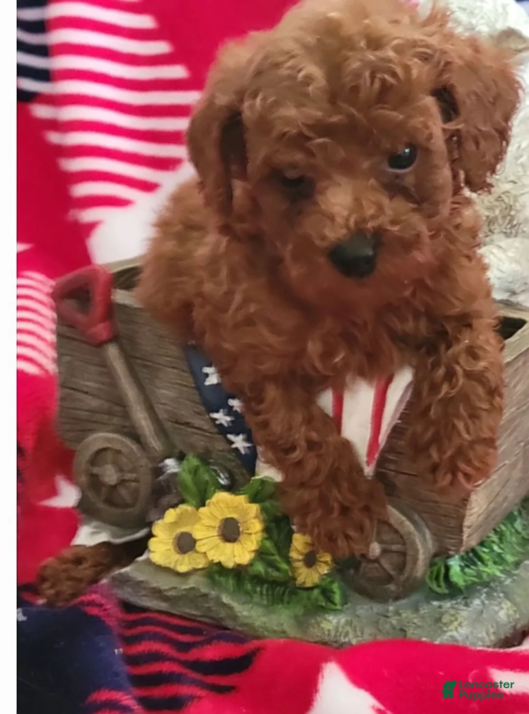 Toy Poodle dogs for sale: Copper - Ad 2