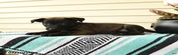 Belgian Malinois dogs for sale: Amina - Ad 4