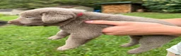 Labrador Retriever dogs for sale: Beatrice - Ad 2