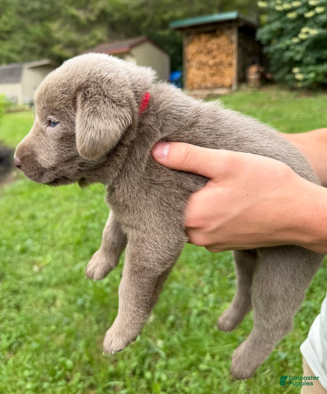Labrador Retriever dogs for sale: Beatrice - Ad 2