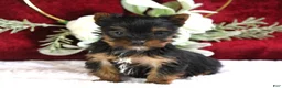 Yorkshire Terrier dogs for sale: Dakota - Ad 6