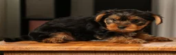 Yorkshire Terrier dogs for sale: Baxter - Ad 7