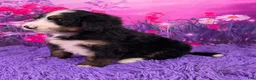 Mini Bernedoodle dogs for sale: Nabisco - Ad 3