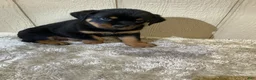 Rottweiler dogs for sale: Rottweiler 3 - Ad 13