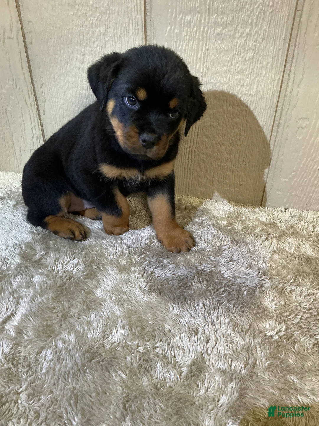 Rottweiler dogs for sale: Rottweiler 3 - Ad 13