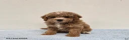 Mini Goldendoodle dogs for sale: Colby - Ad 9