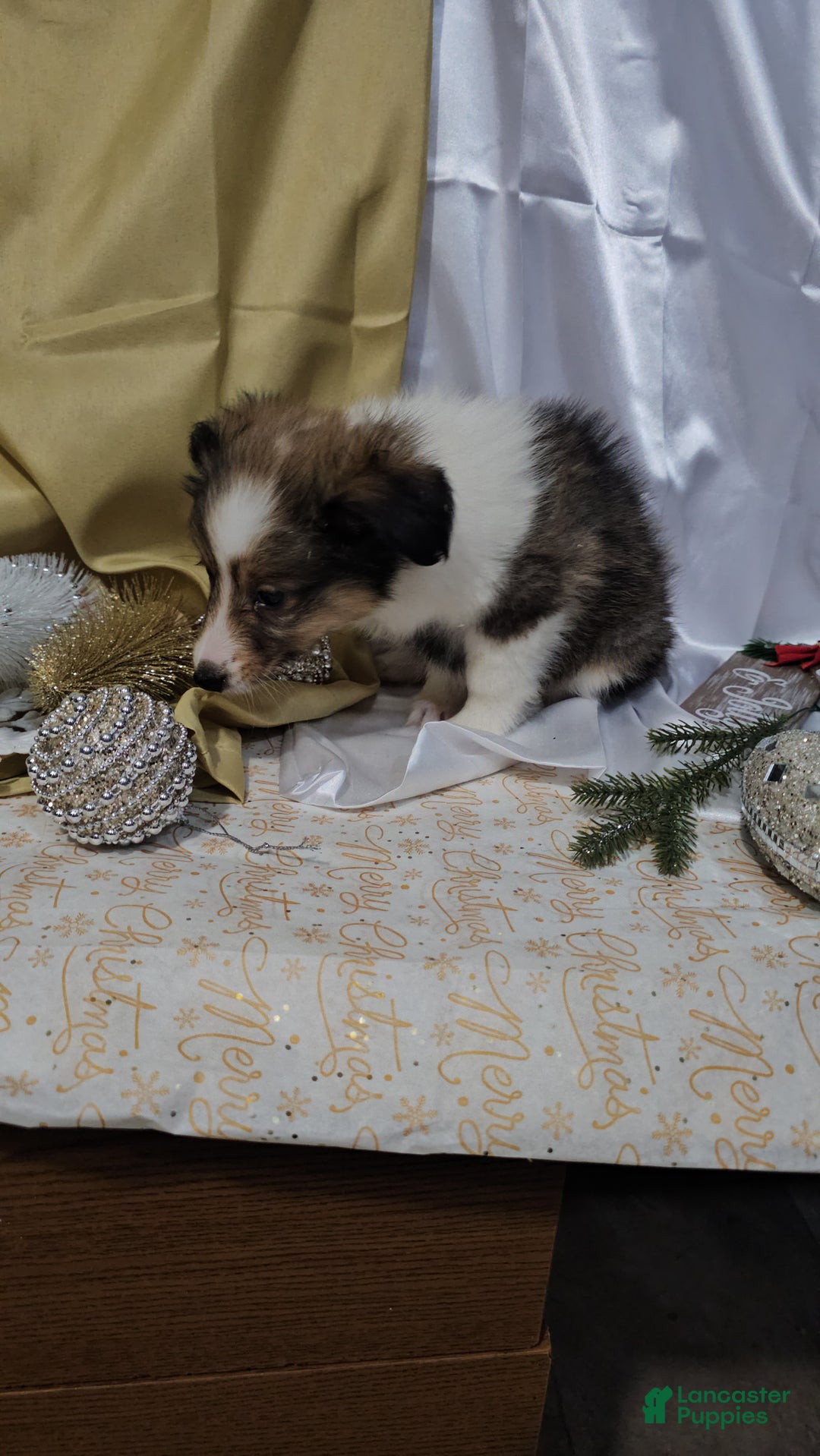 Shetland Sheepdog dogs for sale: Holly - Ad 4