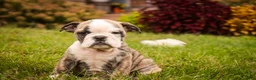 English Bulldog dogs for sale: Queen English Bulldog  - Ad 6