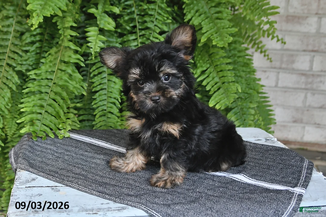 Yorkshire Terrier dogs for sale: Lenny - Ad 1