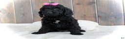 Mini Goldendoodle dogs for sale: Abby - Ad 3