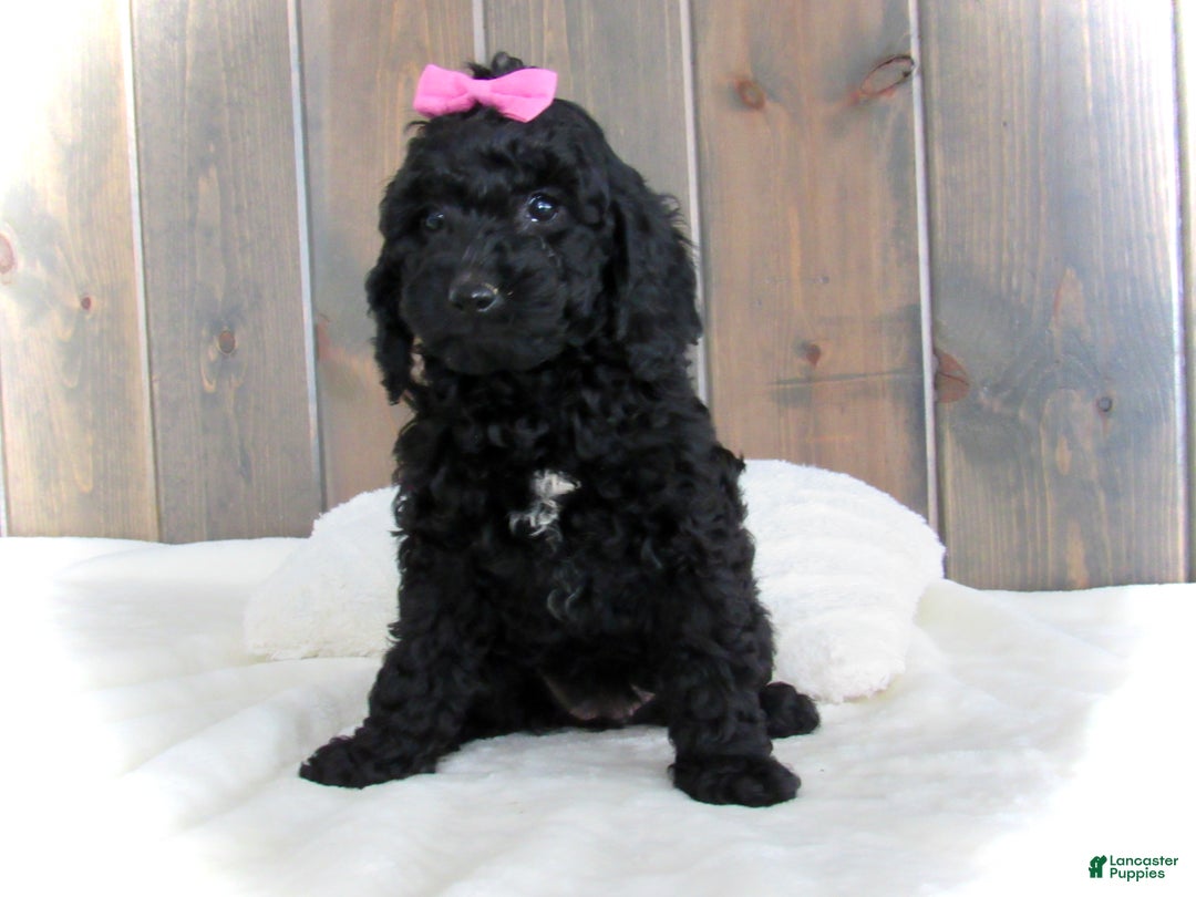 Mini Goldendoodle dogs for sale: Abby - Ad 3