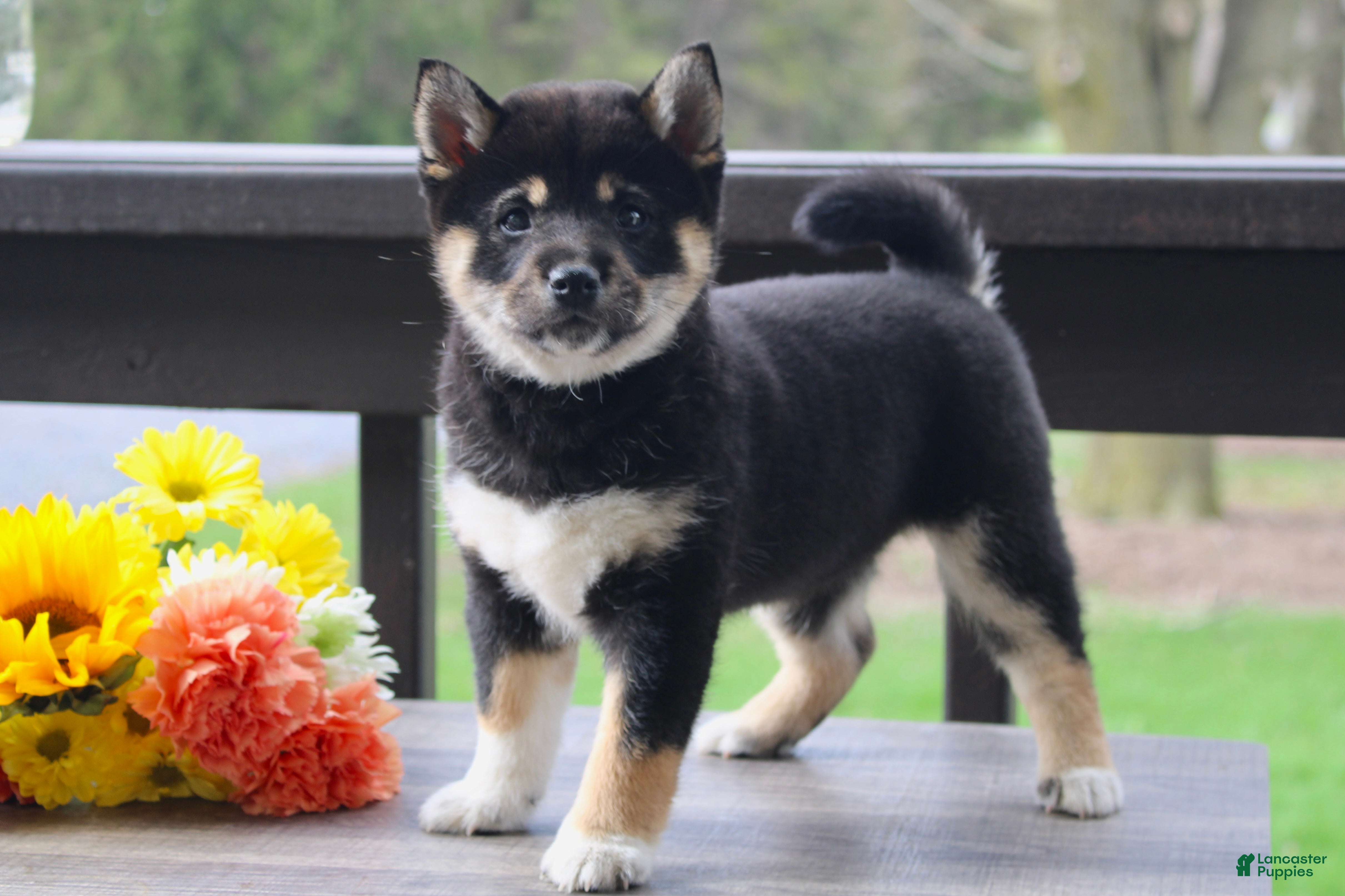 Shiba Inu dogs Teasha - Ad 42