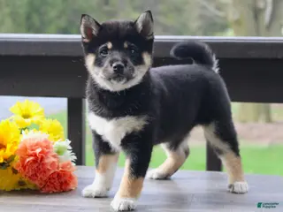 Shiba Inu dogs Teasha - Ad 42