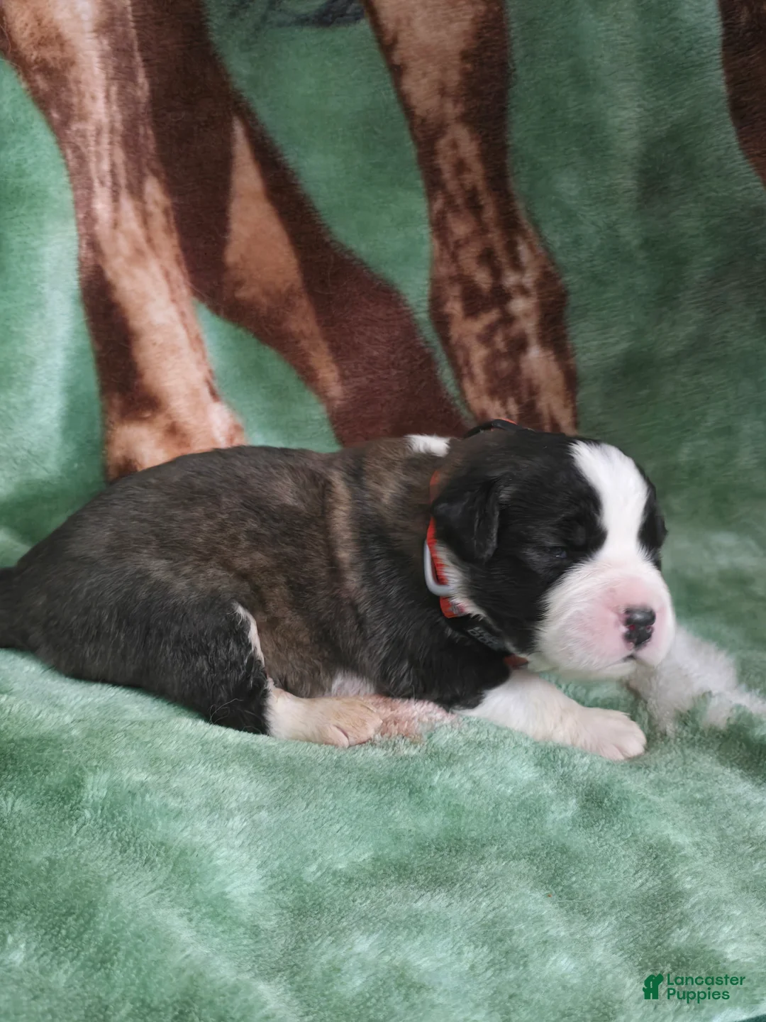 Saint Bernard dogs for sale: Orange Male - Ad 1