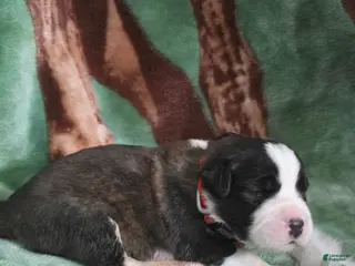 Saint Bernard dogs Orange Male - Ad 7