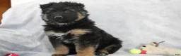 German Shepherd dogs for sale: Chief - Ad 4